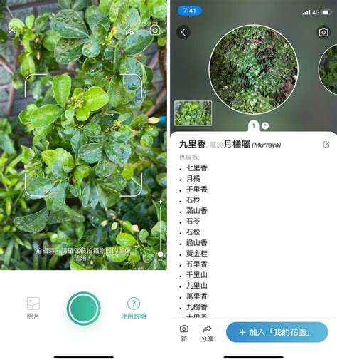 植物查詢|亞洲有用植物： 辨識